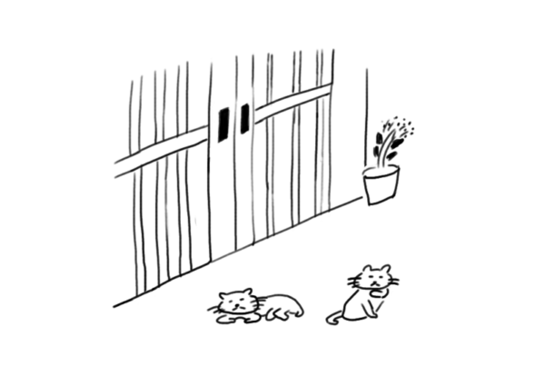 猫